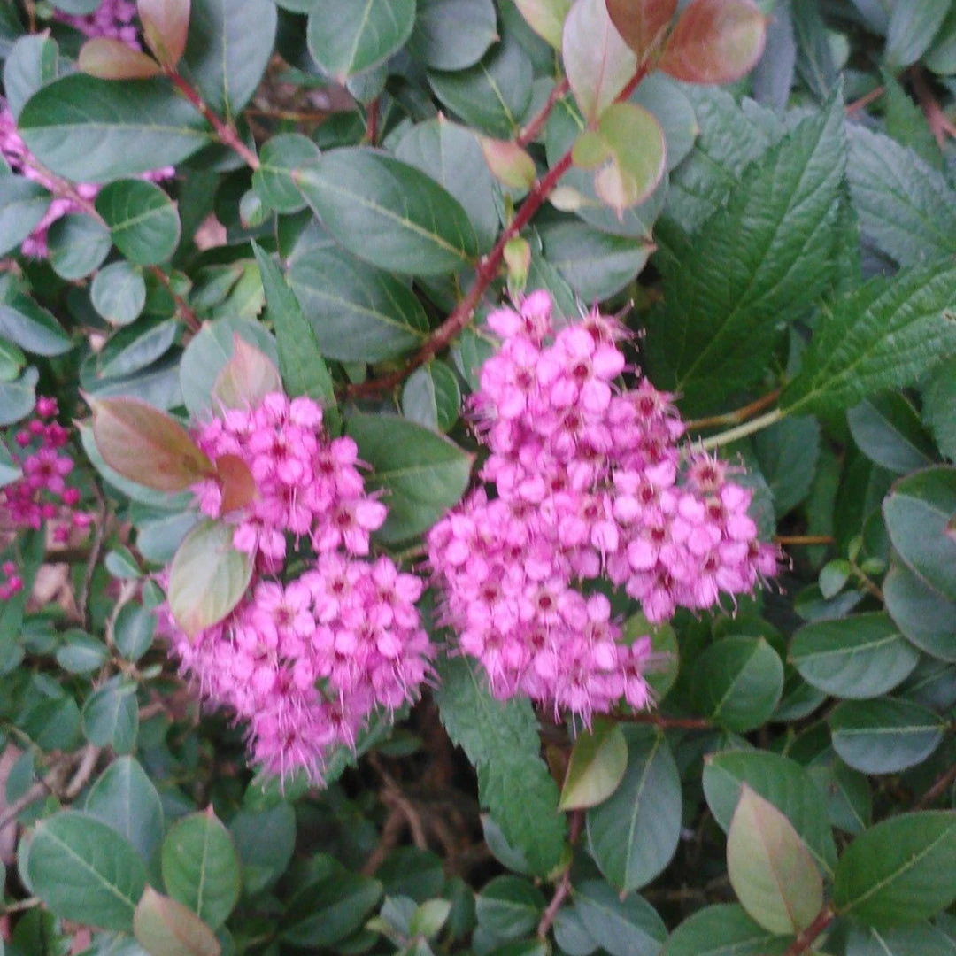 Neon Flash Spirea