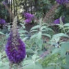Griffin Blue' Butterfly Bush