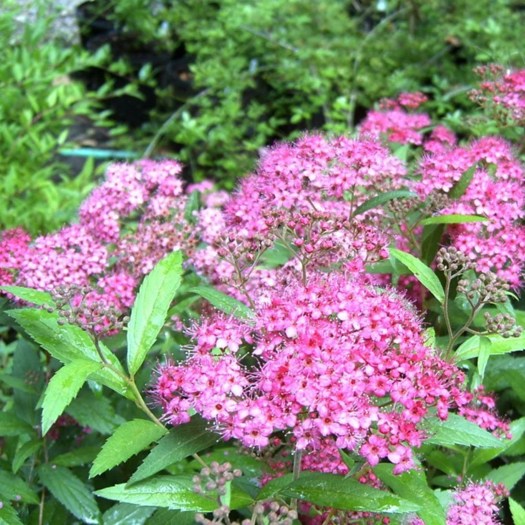 Spirea Magic Carpet