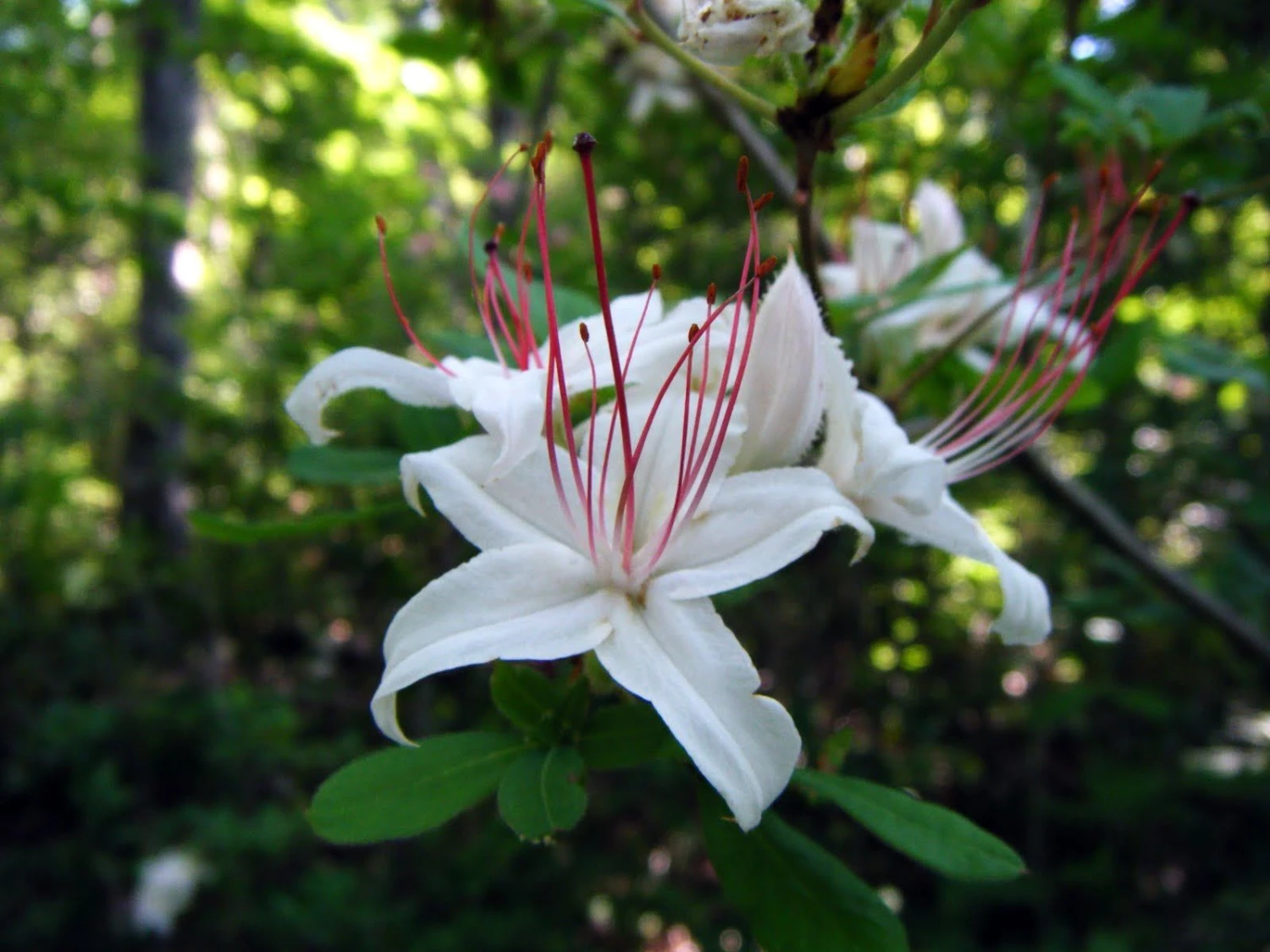 Rhododendron ' Arboroscens' Gorgeous White Flowers 1 Rhododendron ' Arboroscens' Gorgeous White Flowers