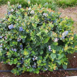 Bonita Blueberry Bush -Pixies Gardens 18224baf6c579998157b934ef000947f