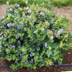 Delite Blueberry Bush -Pixies Gardens 18224baf6c579998157b934ef000947f 81f0f25c 380a 485d 8cf5 fce2fa221f51