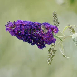 Griffin Blue' Butterfly Bush -Pixies Gardens 19821968573 f68d84856a o