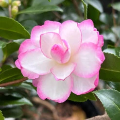 Bob's Supreme Camellia -Pixies Gardens 1CFC7357 0EAA 4AD7 95B8 BED15E414F27