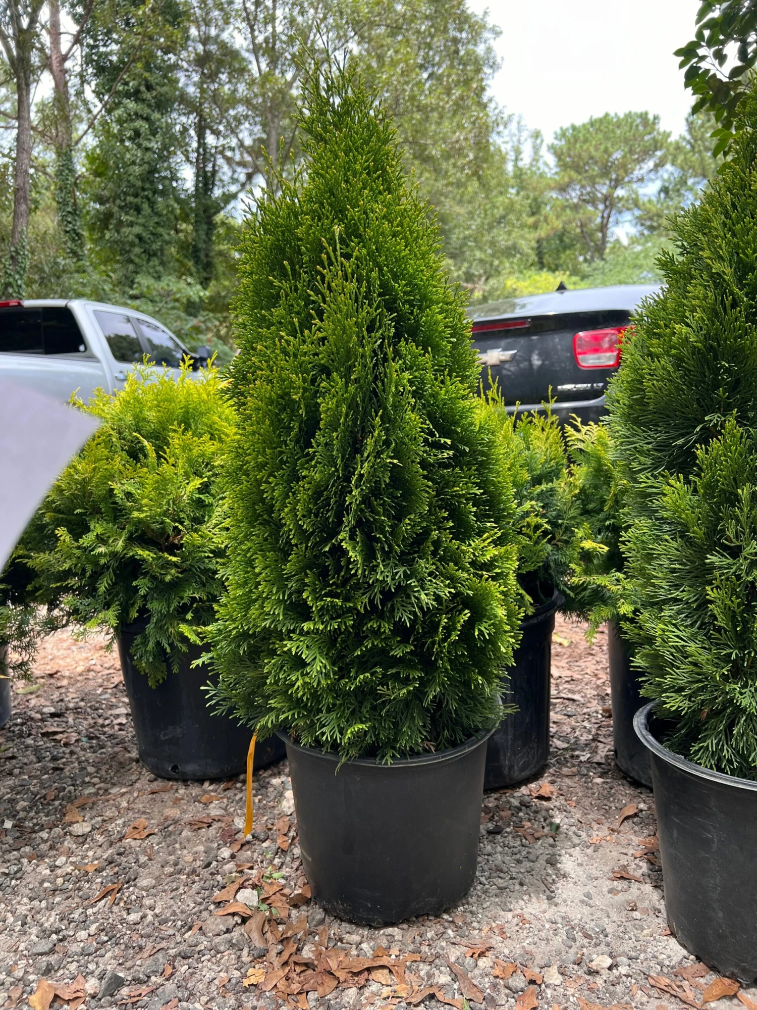 Emerald Green Thuja Arborvitae 4 Emerald Green Thuja Arborvitae - Image 4