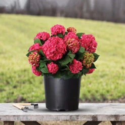 Summer Crush Reblooming Hydrangea -Pixies Gardens 1 1 a9c7531c ca2c 43eb b8ce 7fc148c803fc