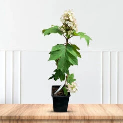 Hydrangea Munchkin Oakleaf -Pixies Gardens 1 2 20975412 9af0 46b9 b3fc 0cce1e6111dd