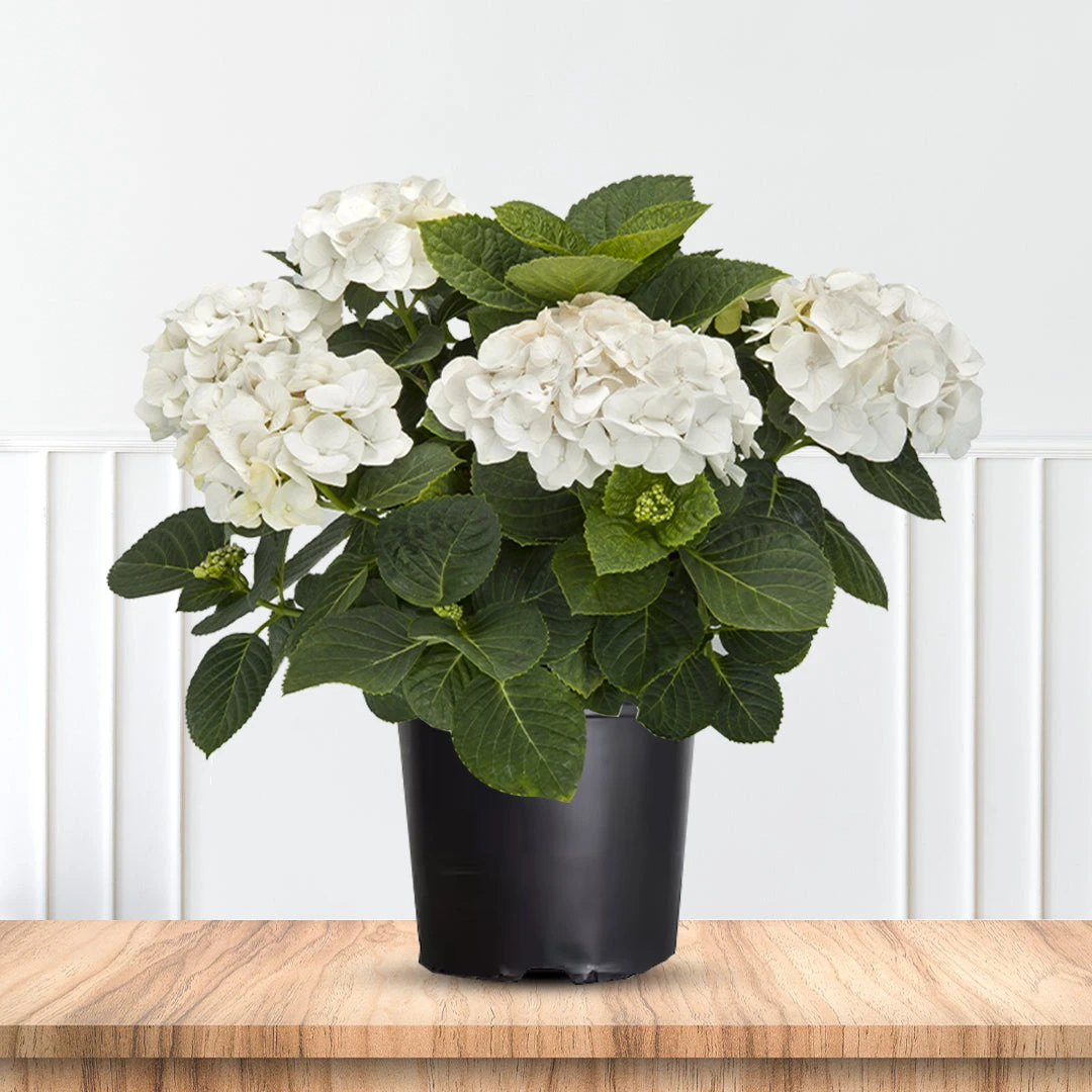 Hydrangea 'Sister Theresa' 6 Hydrangea 'Sister Theresa' - Image 6