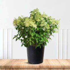 Hydrangea Bobo -Pixies Gardens 1 2 680c55d9 9317 4b69 89cb cdb81219e424