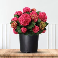 Summer Crush Reblooming Hydrangea -Pixies Gardens 1 2 a5899bf3 3729 4c3d b70e 201169ca6728