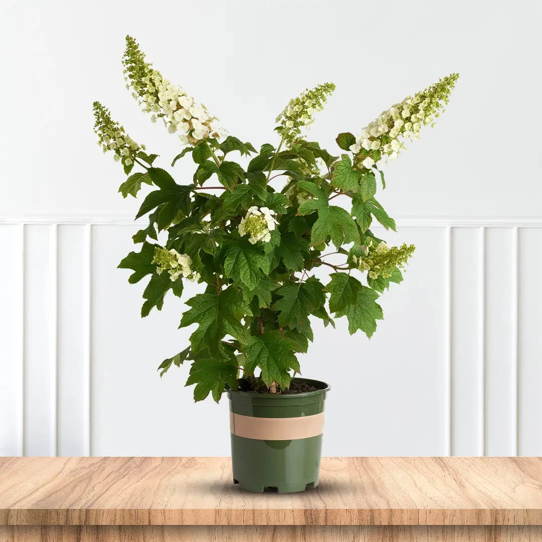 Alice Oakleaf Hydrangea 5 Alice Oakleaf Hydrangea - Image 5