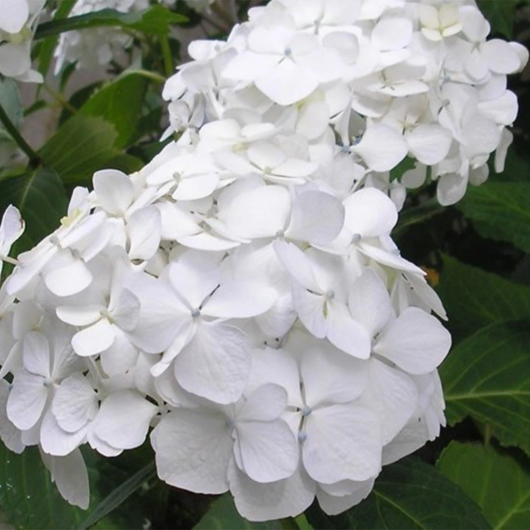 Hydrangea 'Sister Theresa' 5 Hydrangea 'Sister Theresa' - Image 5