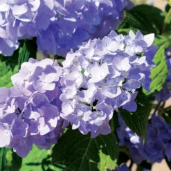 Rock-N-Roll Hydrangea -Pixies Gardens 1 7 13