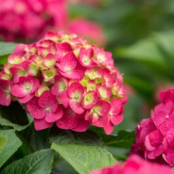 Summer Crush Reblooming Hydrangea -Pixies Gardens 1 7 6f04d2f2 8f46 4a59 9a7d 7217a1362836