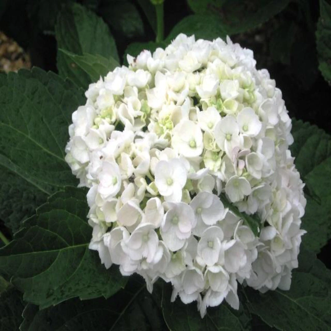 Hydrangea 'Sister Theresa' 4 Hydrangea 'Sister Theresa' - Image 4