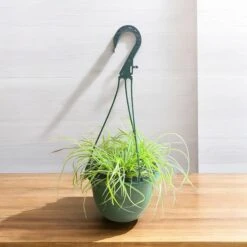 Evergold Carex Grass Hanging Basket (Live Indoor-Outdoor) 8 Evergold Carex Grass Hanging Basket (Live Indoor-Outdoor) -Pixies Gardens 1af44828 c7ab 4eac ab3d 92a72eb5185e 4bffa18d 5c9b 4b2a bd66 3dd028c60f56