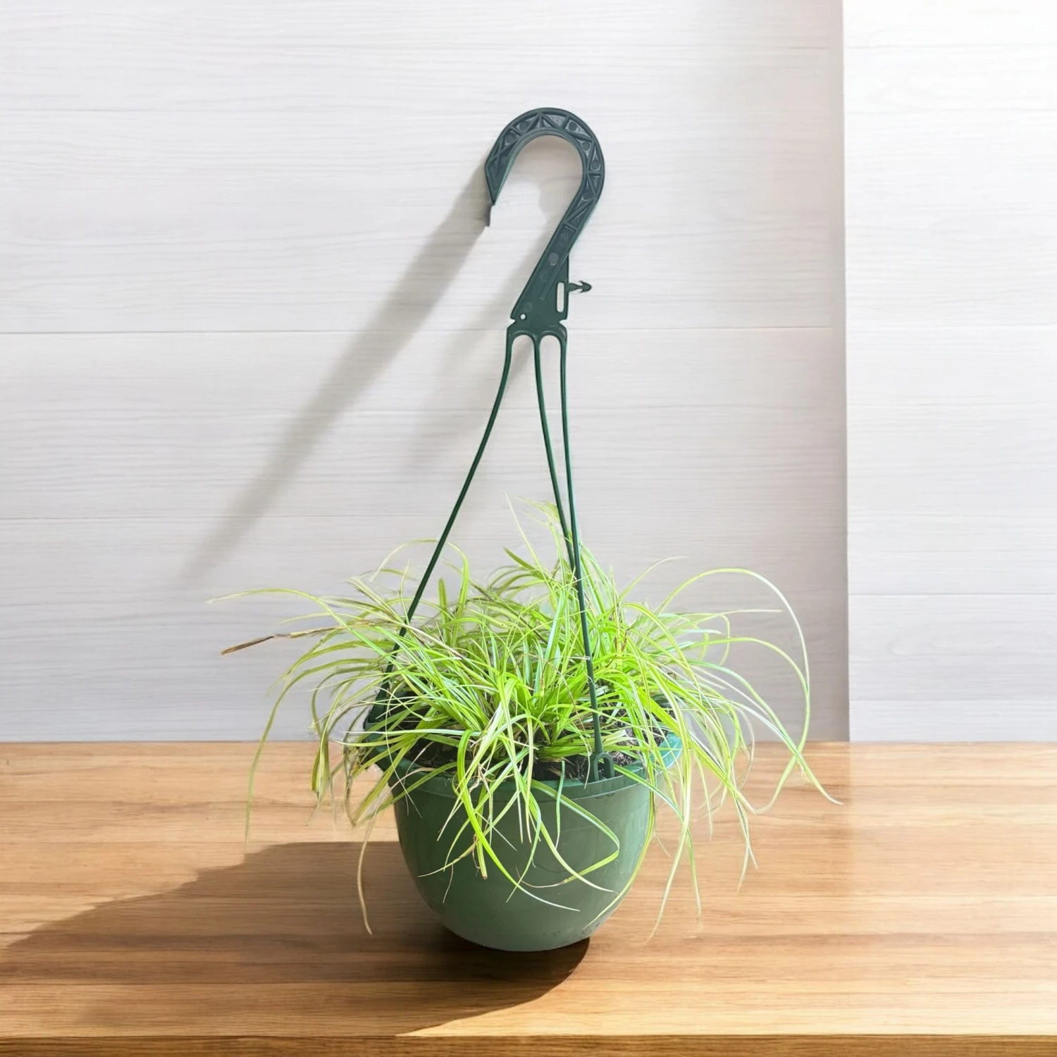 Evergold Carex Grass Hanging Basket (Live Indoor-Outdoor) 3 Evergold Carex Grass Hanging Basket (Live Indoor-Outdoor) - Image 3