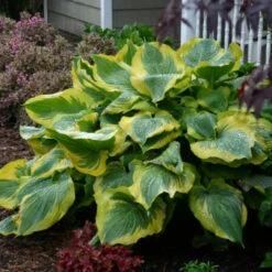 Hosta Shadowland 'Seducer'
