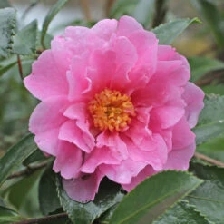 Camellia S. Winter's Joy