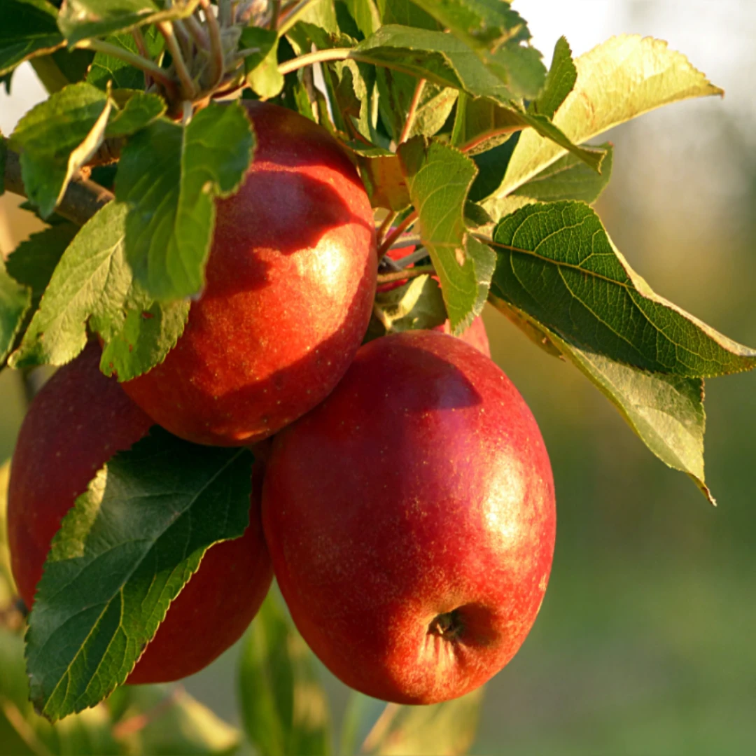 Red Rome Beauty Apple Tree 4 Red Rome Beauty Apple Tree - Image 4