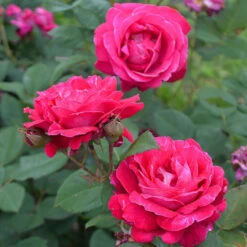 Sweet Spirit Rose -Pixies Gardens 20005