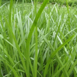 Liriope Spicata - [EG] -Pixies Gardens 20086A Liriope spicata A PO 1