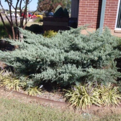Grey Owl Juniper -Pixies Gardens 201009 ae9f8291 0ce4 4d56 8f22 a274087deda7