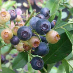 Delite Blueberry Bush -Pixies Gardens 20150718 154657 3 1 4 1