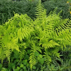 Dryopteris Ludoviciana Southern Shield Fern - [CG] -Pixies Gardens 2020 03 2309.13.08 2048x 8a4d2da1 2035 44b1 8f30 0714730f6815