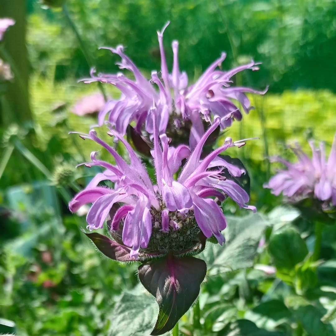 Monarda Sugar Buzz 'Blue Moon' Bee Balm Ppaf 1 Monarda Sugar Buzz 'Blue Moon' Bee Balm Ppaf