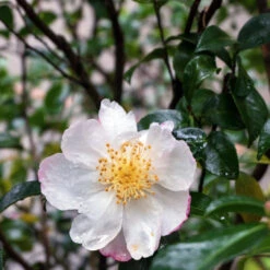 Daydream Camellia
