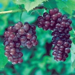 Ives Seedless Grape -Pixies Gardens 2157 960x960 177aa770 a65d 4fc4 b07c 18ee48f3525f