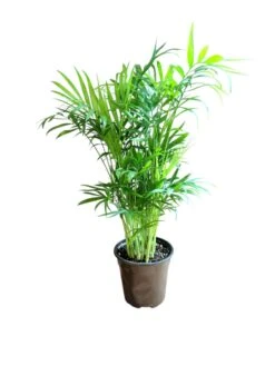 Neanthe Bella Palm (Live Indoor Plant) -Pixies Gardens 2157d624 d256 4ebc bafb defef15a6668
