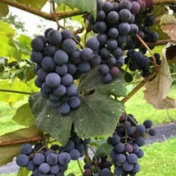 Concord Seeded Grape -Pixies Gardens 223 1441 0