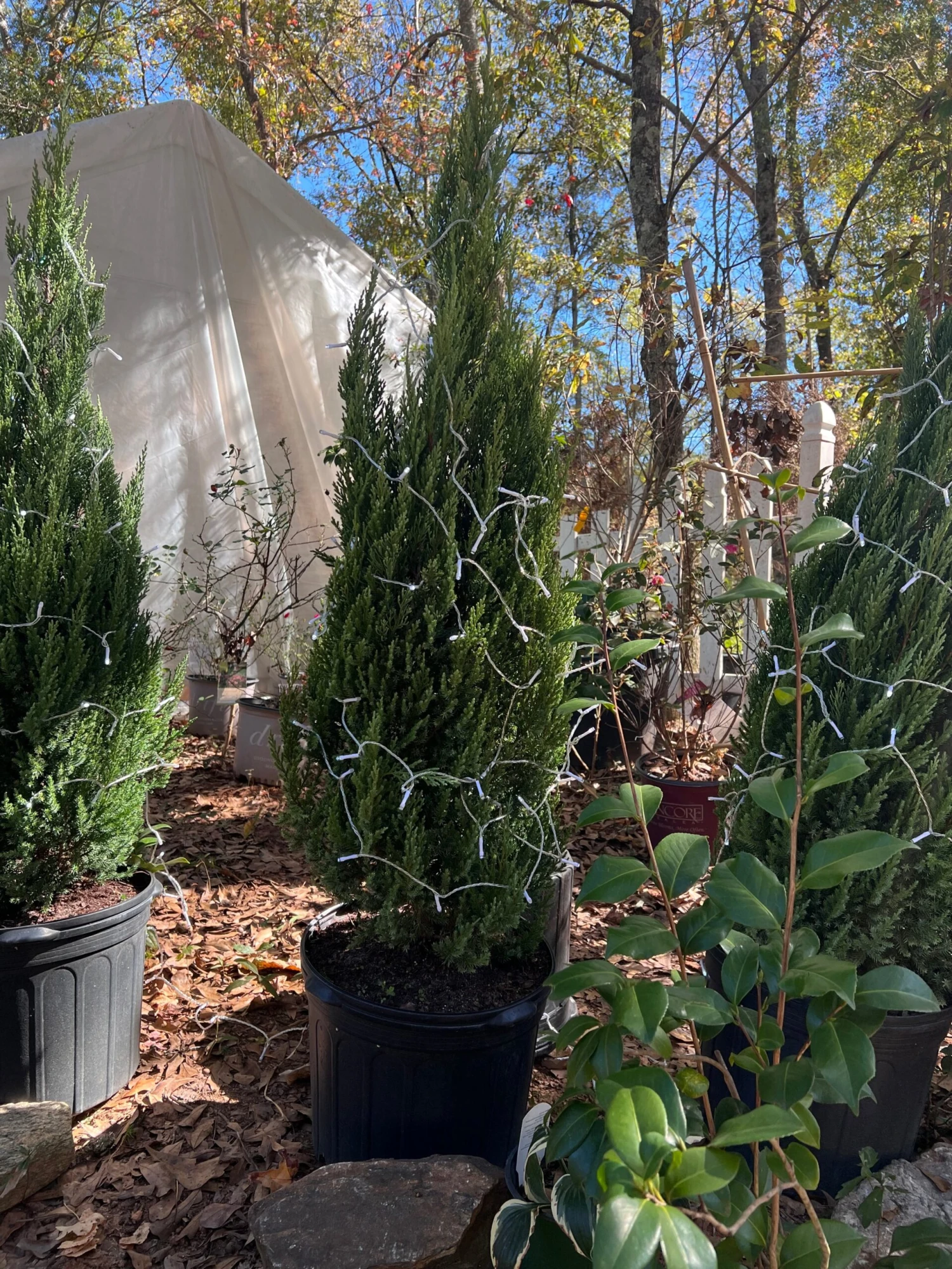 Blue Point Juniper 2 Blue Point Juniper - Image 2