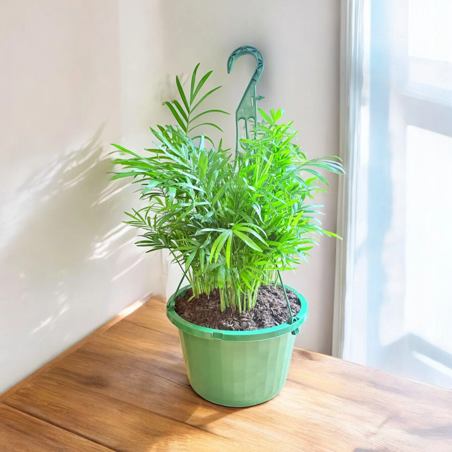 Neanthe Bella Palm Hanging Basket (Live Indoor Plants) 2 Neanthe Bella Palm Hanging Basket (Live Indoor Plants) - Image 2