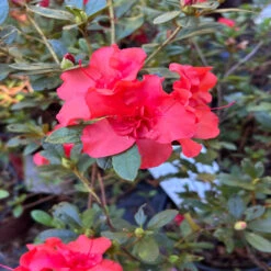 Encore Azalea Autumn Embers