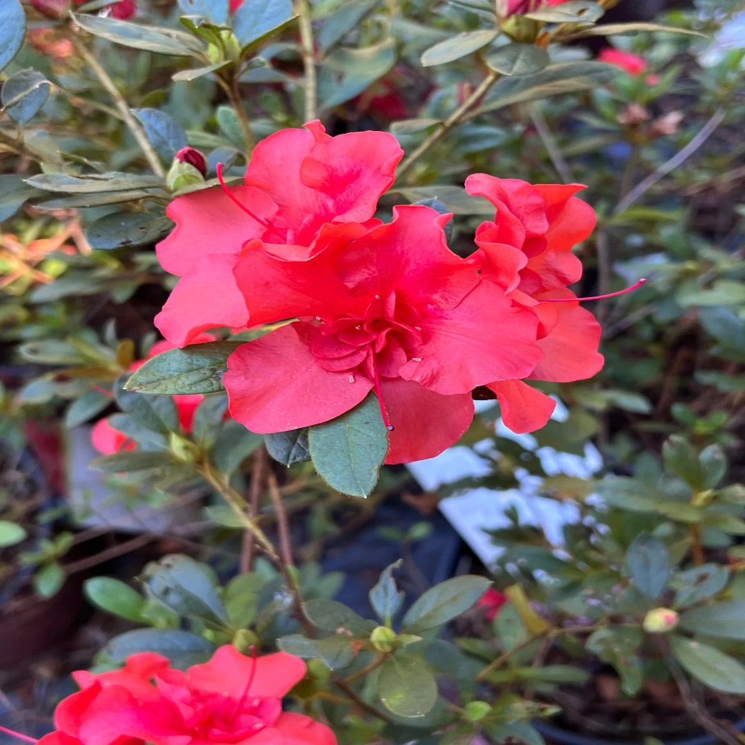 Encore Azalea Autumn Embers 1 Encore Azalea Autumn Embers