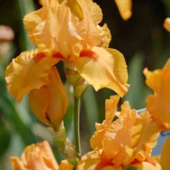Iris Germanica 'Maid Of Orange' Bearded German Iris