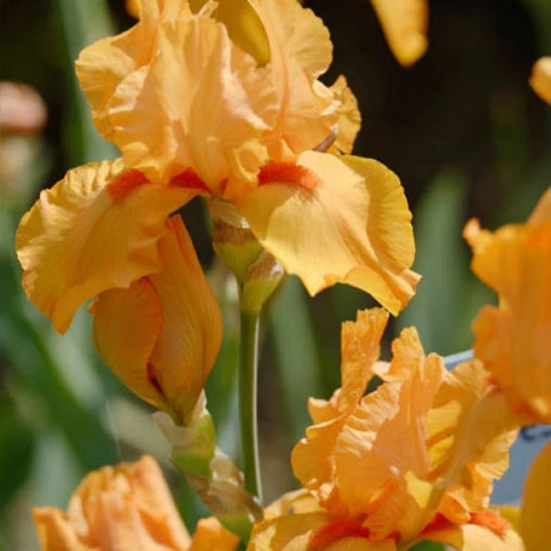 Iris Germanica 'Maid Of Orange' Bearded German Iris 1 Iris Germanica 'Maid Of Orange' Bearded German Iris