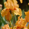 Iris Germanica 'Maid Of Orange