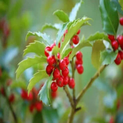 Blue Stallion Holly Multifunctional Evergreen -Pixies Gardens 250115890 1bfa7684af b