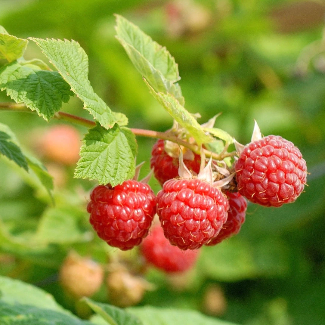 Nova Raspberry 1 Nova Raspberry