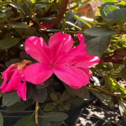 Autumn Sangria Encore Azalea -Pixies Gardens 269D87CD 9BEB 42C8 A328 7D889E4B6E41