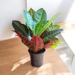 Petra Croton (Live Indoor Plant) 14 Petra Croton (Live Indoor Plant) -Pixies Gardens 2815dd2b b627 43d9 8922 859d9e74dab9