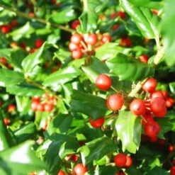 China Girl Ilex 8 China Girl Ilex -Pixies Gardens 2834 China Girl Holly