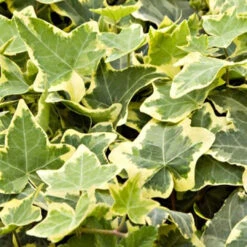 Gold Child' Gold Variegated Ivy 10 Count Flat Of 4" Pots -Pixies Gardens 28770