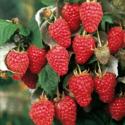 Heritage Raspberry Plant