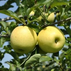 Golden Delicious Apple Tree -Pixies Gardens 2951 960x960 1