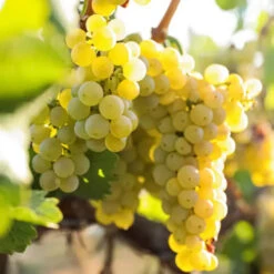 Edelweiss White Seeded Grape 9 Edelweiss White Seeded Grape -Pixies Gardens 29542 PK 3